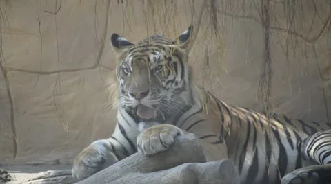 Tiger in zoo Stock Footage 10861255