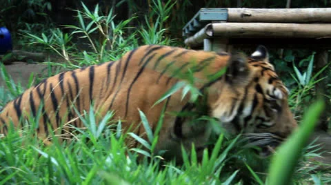 Tiger in zoo Video stock 24185181