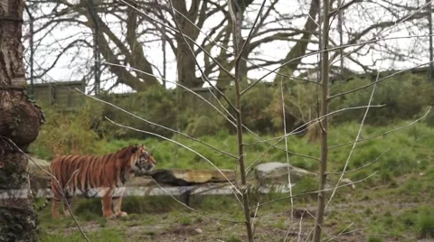 Tiger in Zoo Stock Footage 48833702