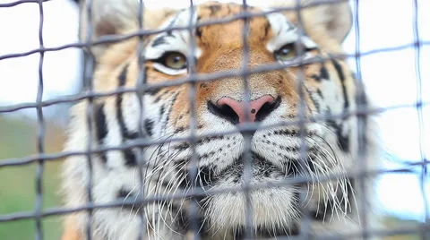 Tiger in the zoo Stockbeeldmateriaal 55101790