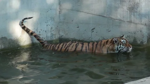 Tiger in a zoo. Stock Footage 55706655