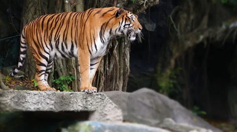 Tiger in the zoo Stock Footage 57319875