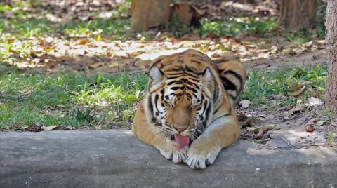 Tiger in the zoo Stock-Footage 61257828