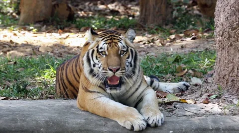 Tiger in the zoo Stock-Footage 61257902