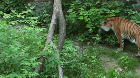 Tiger in a zoo. Stock Footage 64633647