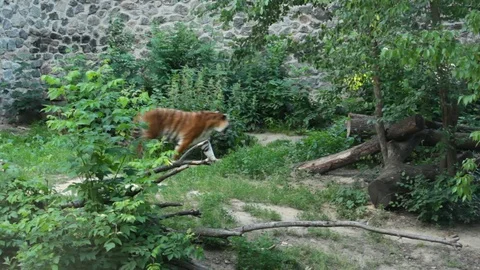 Tiger in a zoo. Stock Footage 71042008