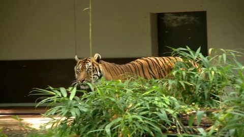 Tiger in the zoo Stock Footage