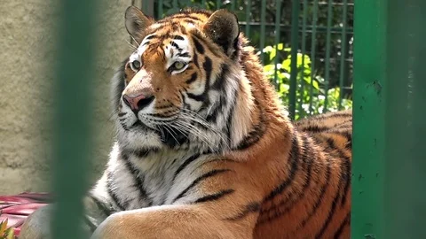 Tiger at the zoo Stock-Footage 75767759