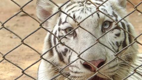 Tiger in the zoo Stock Footage 75833029