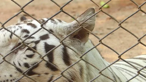 Tiger in the zoo Stock Footage 75833251