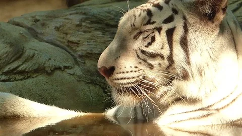 Tiger in the zoo Stock Footage 75833347