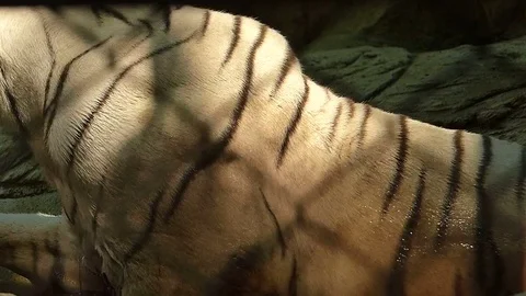 Tiger in the zoo Stock Footage 75833804