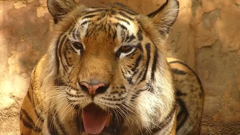 Tiger in the zoo Stock Footage 75833873