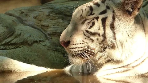Tiger in the zoo Stock Footage 75833959