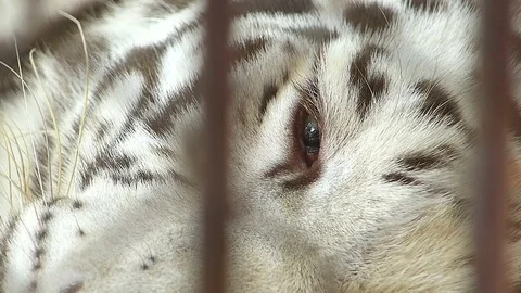 Tiger in the zoo Stock Footage 75834018