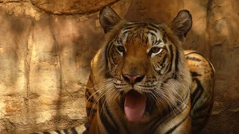 Tiger in the zoo Stock Footage 75834022