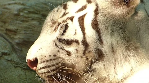 Tiger in the zoo Stock Footage 75834032