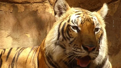 Tiger in the zoo Stock Footage 75834056