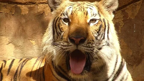 Tiger in the zoo Stock Footage 75834059