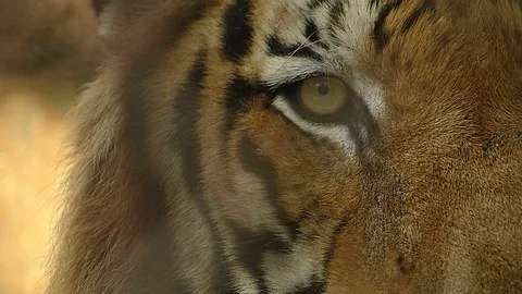 Tiger in the zoo Stock Footage 75834138