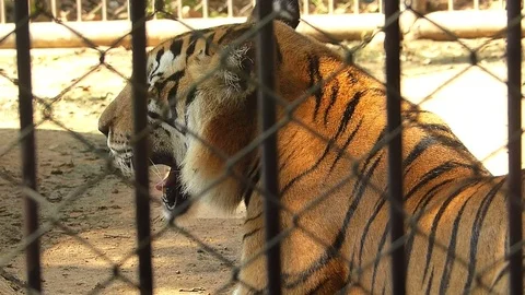 Tiger in the zoo Stock Footage 75834171