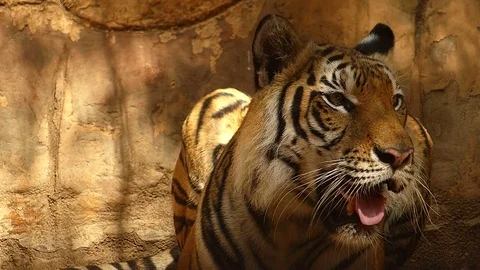 Tiger in the zoo Stock Footage 75834181