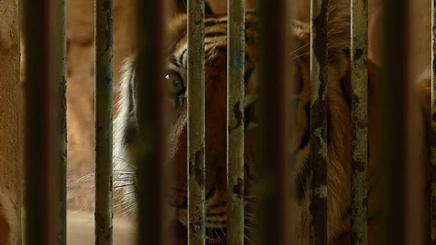 Tiger in the zoo Stock Footage 75834194