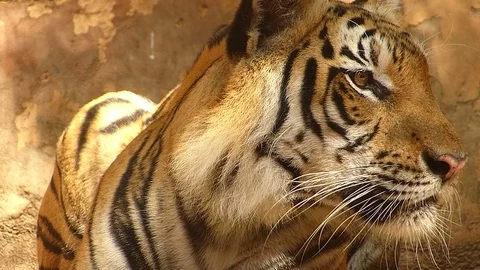 Tiger in the zoo Stock Footage 75834315