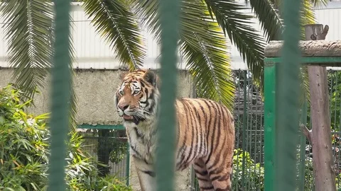 Tiger at the zoo Stock Footage 79905312