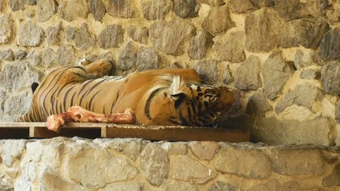 Tiger at the zoo. Stock Footage 80221897