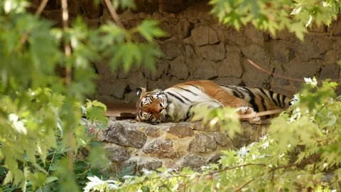 Tiger at the zoo. Stock Footage 80221954