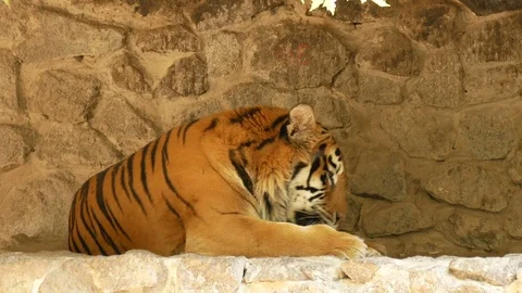 Tiger at the zoo. Stock Footage 80221959