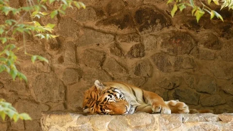 Tiger at the zoo. Stock Footage 80221960