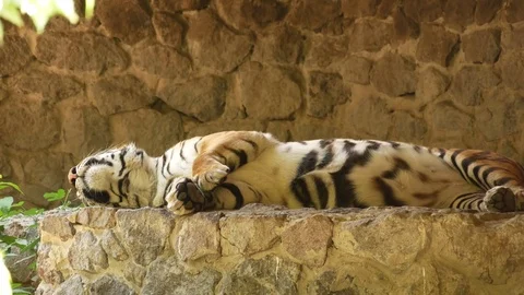 Tiger at the zoo. Stock Footage 80222000
