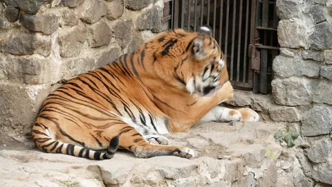 Tiger at the zoo. Stock Footage 80222040