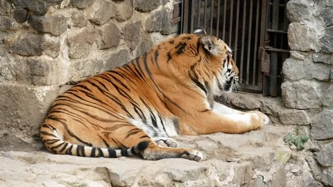 Tiger at the zoo. Stock Footage 80222092