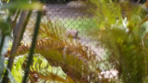 Tiger in the zoo Stock Footage 150182132