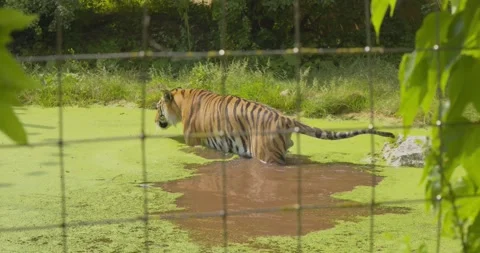 Tiger in a zoo 스톡 동영상 200977198