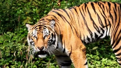 Tiger in  the zoo Stock Footage 277780726