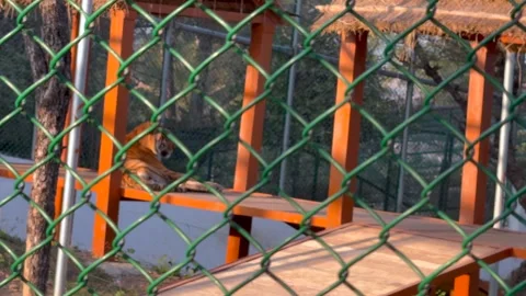 Tiger in the zoo Stock Footage 327386345