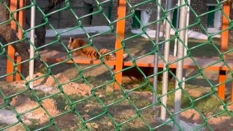 Tiger in the zoo Stock Footage 327386352