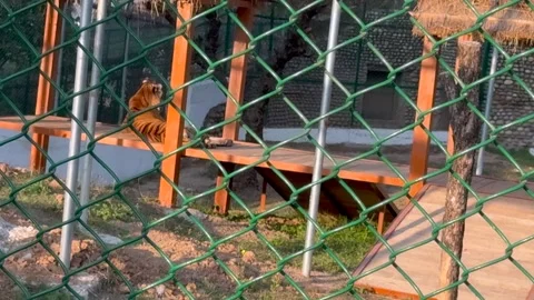 Tiger in the zoo Stock Footage 327386369