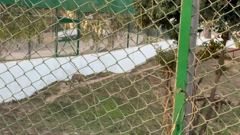 Tiger in the zoo Stock Footage 327386374