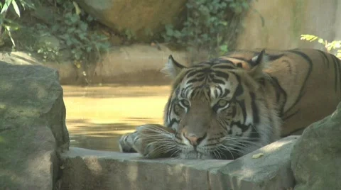 Tiger at Zoo looking at camera Video stock 859280