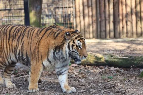 Tiger  in the zoo Stock Photos
