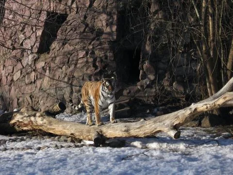 Tiger in zoo Stock Photos