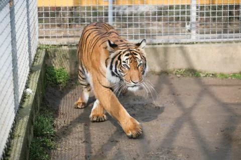 Tiger in the zoo Stock Photos