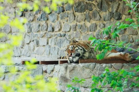 Tiger at the zoo Stock Photos