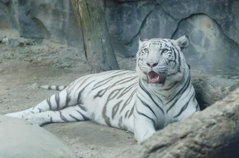 Tiger in the zoo Stock Photos
