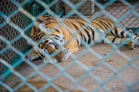 Tiger in the zoo. Stock Photos